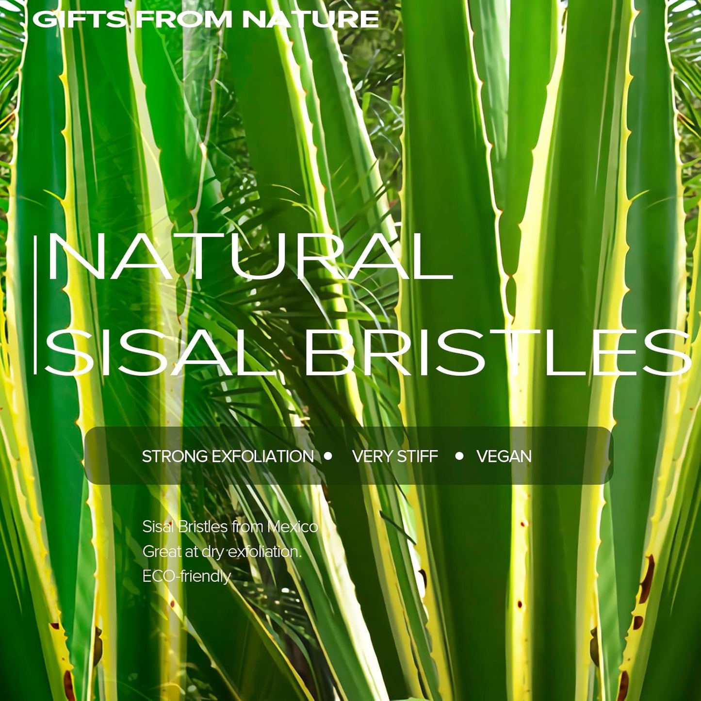 ICANdOIT Very Stiff Dry Brushing Body Brush for Men&Women, Long Handle Dry Skin Brush for Cellulite and Lymphatic Drainage with Natural Agave Cactus Tampico Fiber Bristles